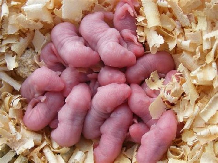 Are mice lucky?