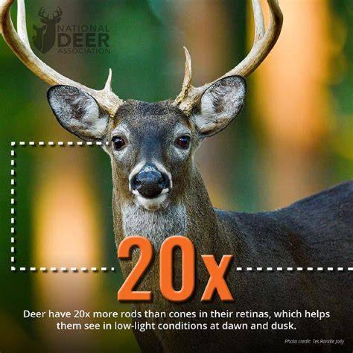 Can a deer see you?