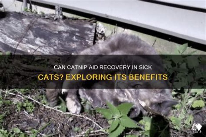 Can catnip help a sick cat?