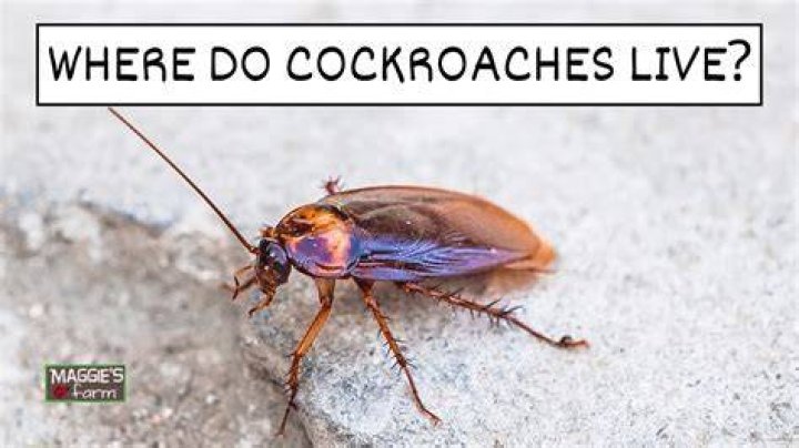 Can cockroaches live in microwaves?