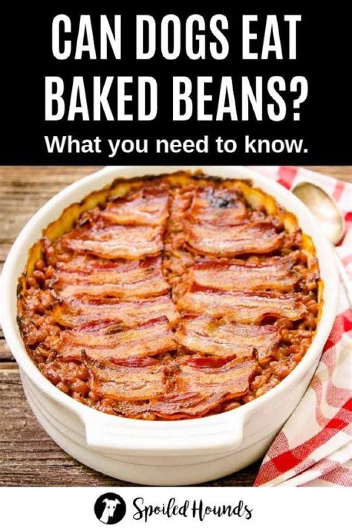 Can dogs eat baked beans?