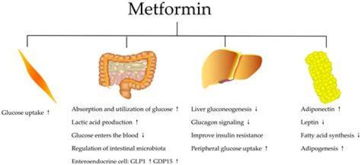 Can metformin make you see blurry?