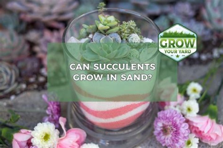 Can succulents grow in sand?