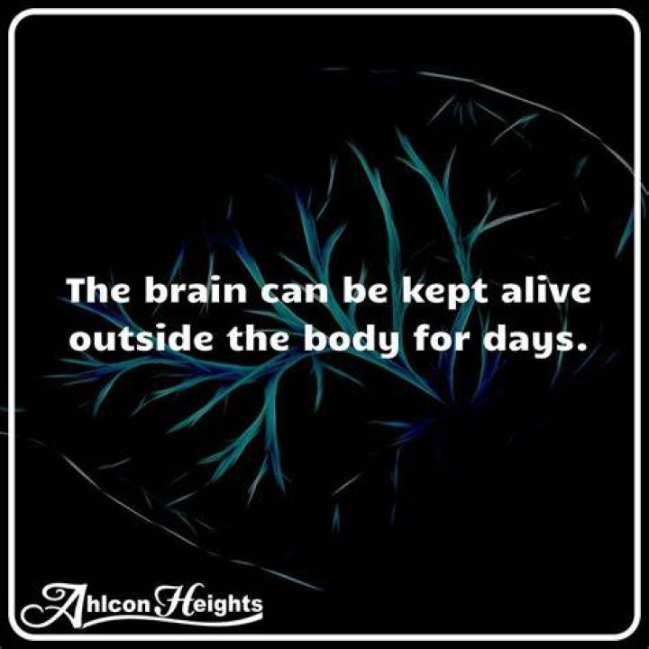 Can the brain be kept alive outside the body?