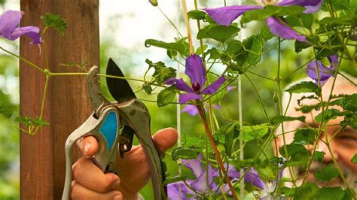 Can you cut clematis down to the ground?