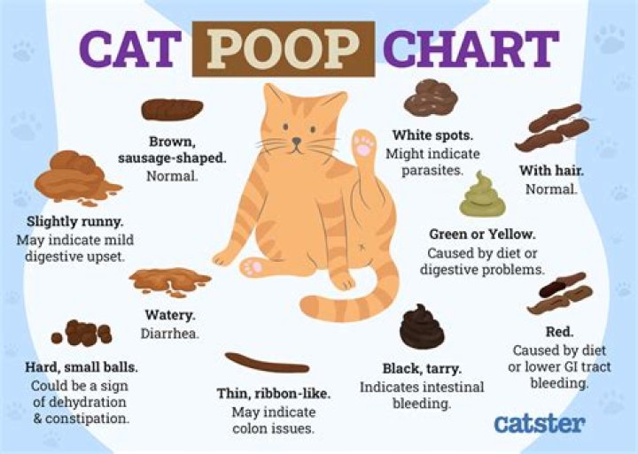 Do cats feel embarrassed when they poop?