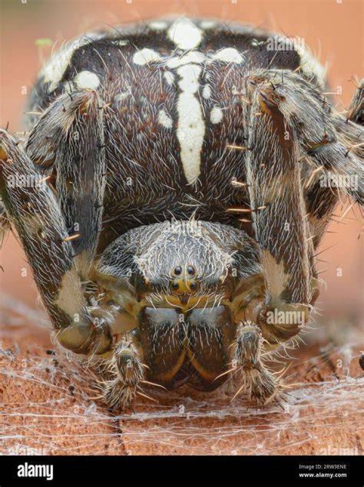 Do spiders bark?