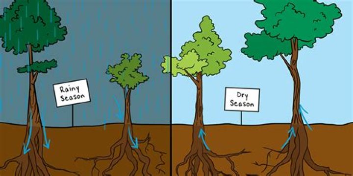 Do trees hold water?