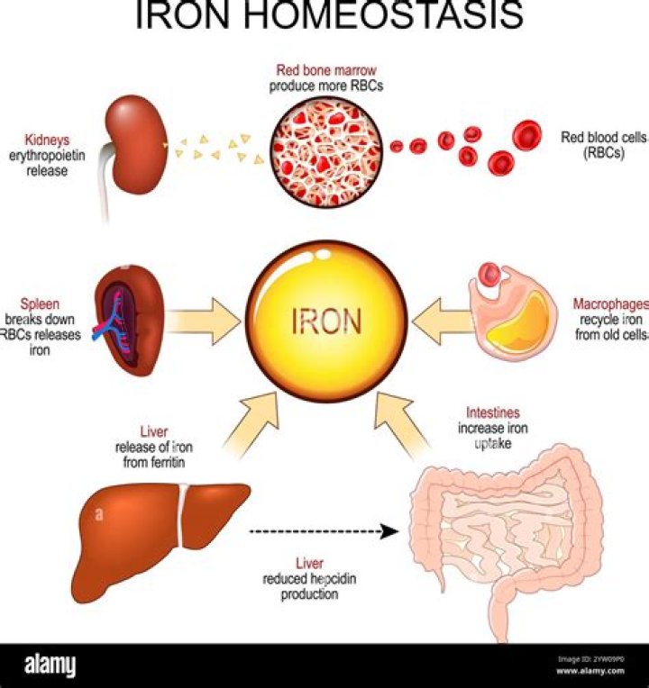 Does low iron affect your period?