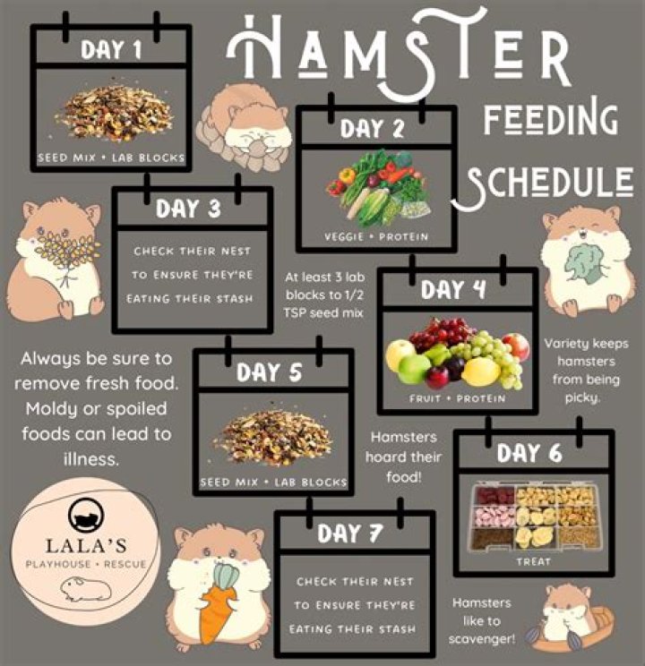 How many times do hamsters poop a day?