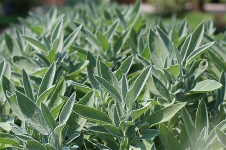 Is eivor a sage?