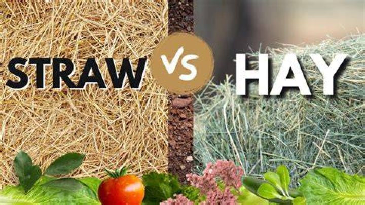 Is timothy hay the same as straw?