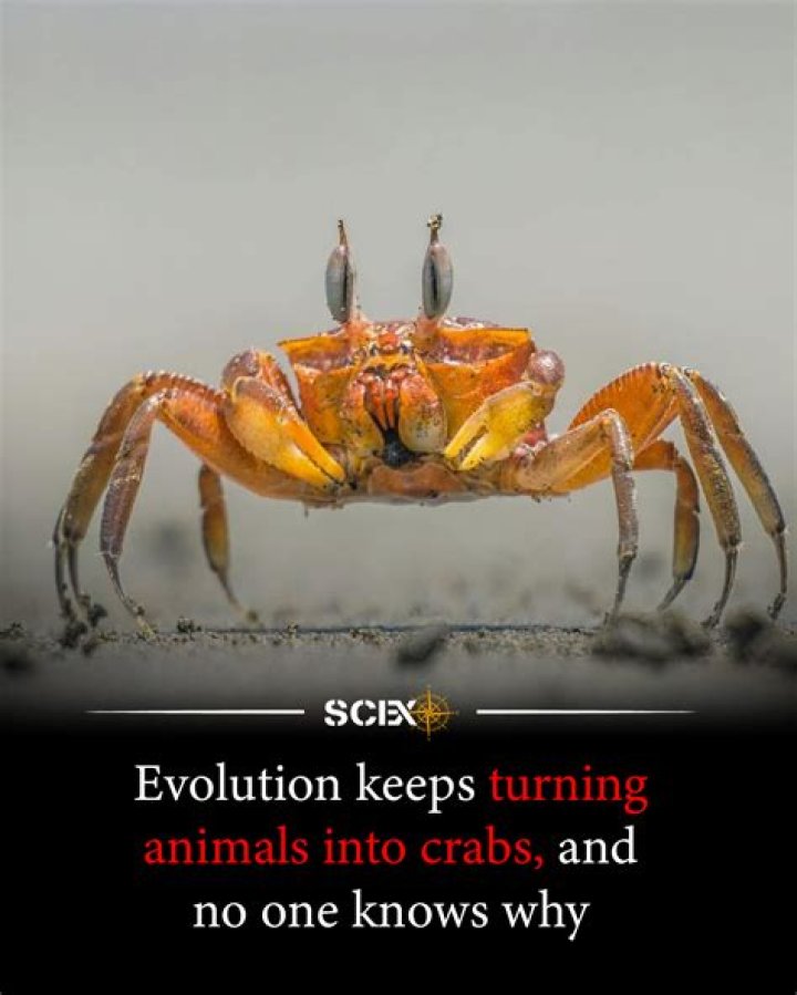What does Calypso say when she turns into crabs?
