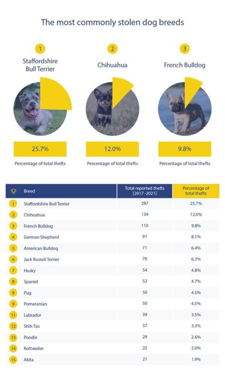 What is the most commonly stolen dog?