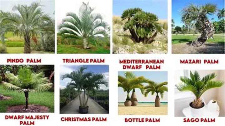 What pH do palms prefer?