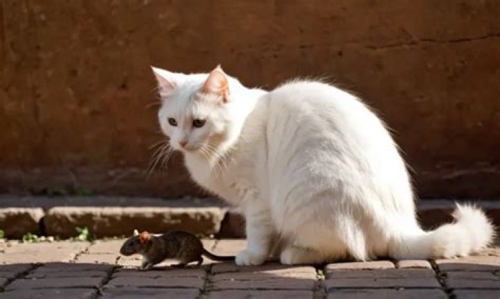 Why are rats scared of cats?