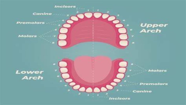 Why do I have 38 teeth?