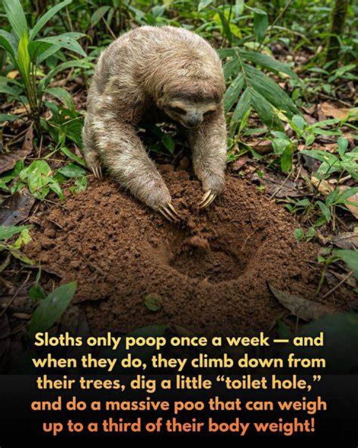 Why do sloths not poop in trees?