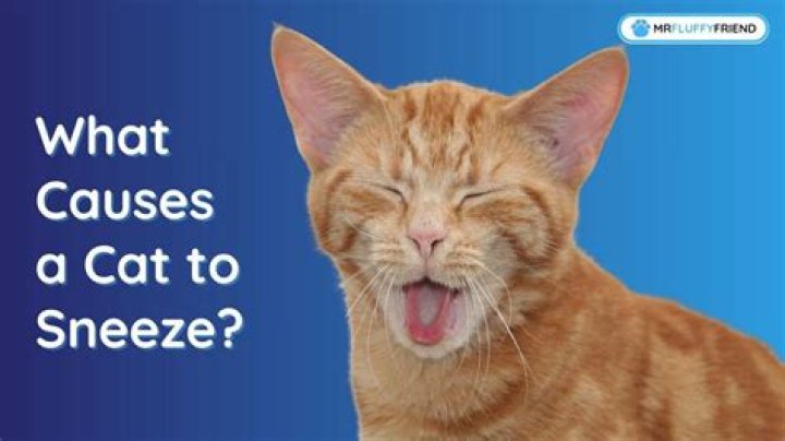 Why does a cat sneeze?