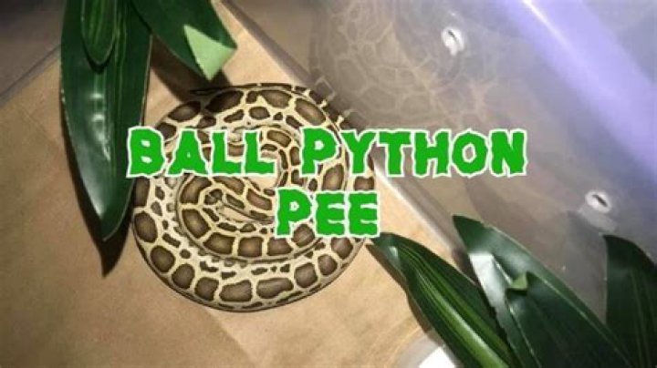Why does my ball python pee on me?